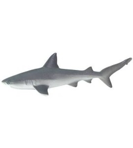 Requin gris de récif