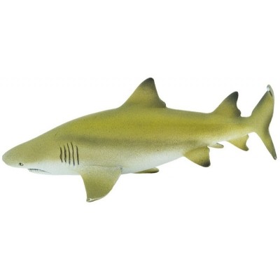 Requin citron