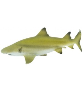 Requin citron