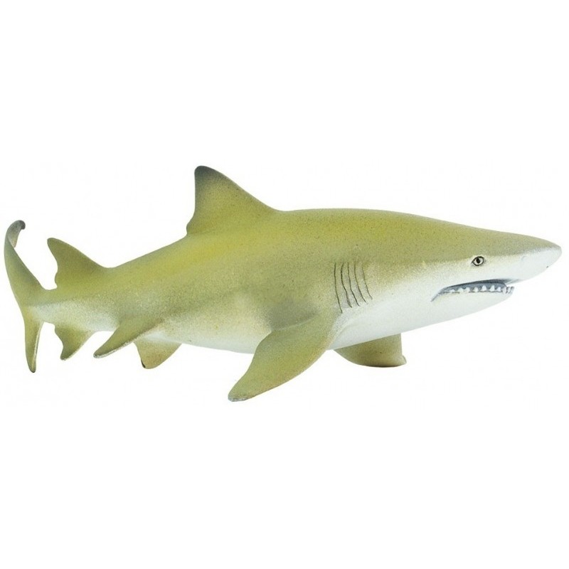 Requin citron