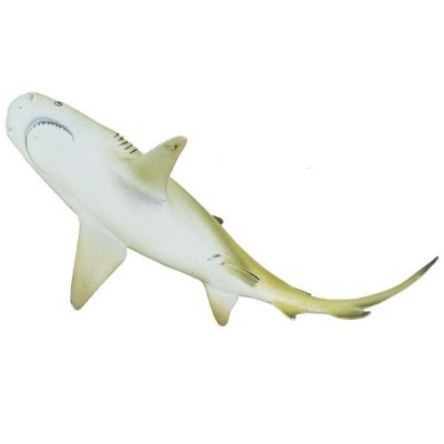 Requin citron