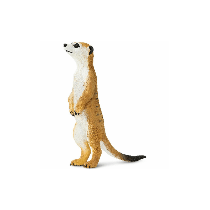 Suricate