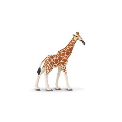 Girafe réticulée