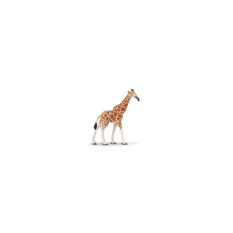 Girafe réticulée