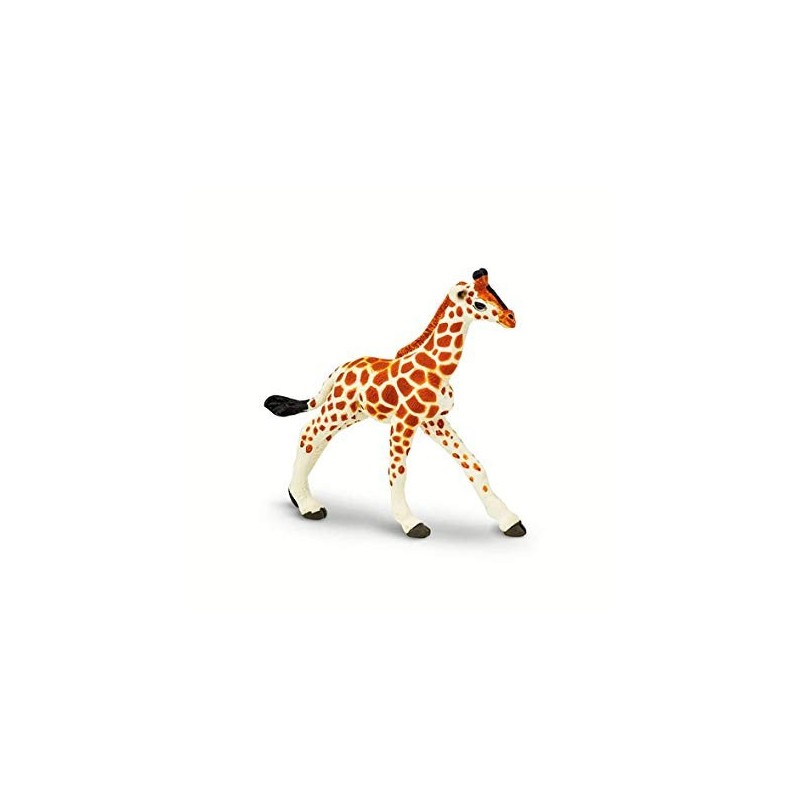 Bébé girafe réticulée