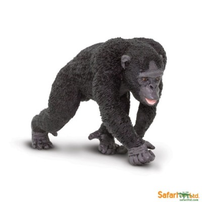 Chimpanzé