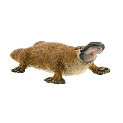 Ornithorynque