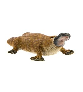 Ornithorynque