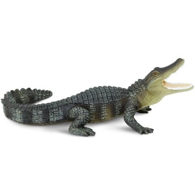 Alligator