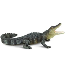 Alligator