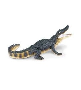 Alligator