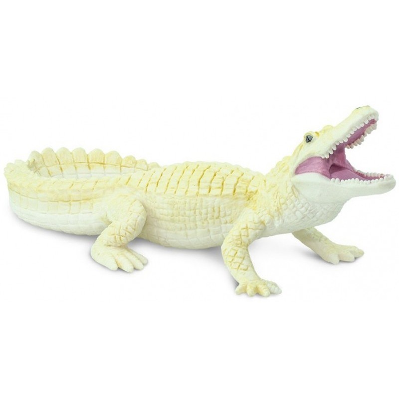 Alligator blanc