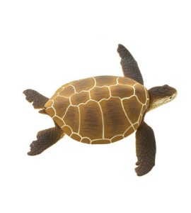 Tortue verte