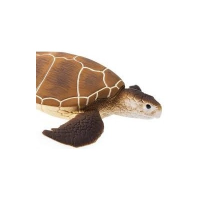 Tortue verte