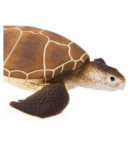 Tortue verte