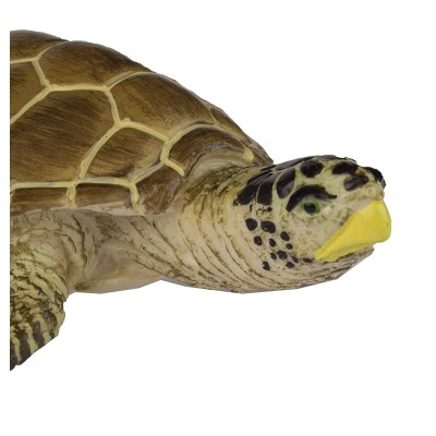 Tortue Caouanne