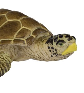 Tortue Caouanne