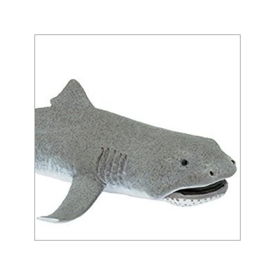 requin grande gueule