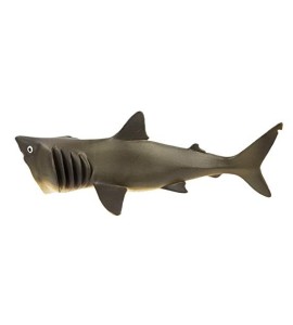 requin pèlerin