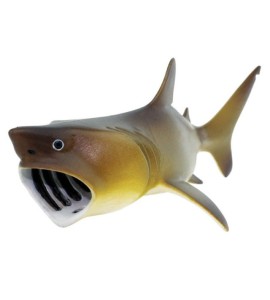 requin pèlerin