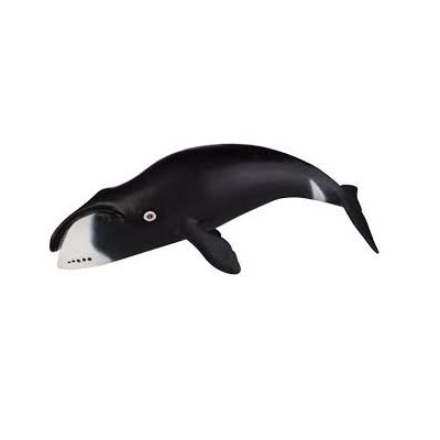 Baleine Boréale