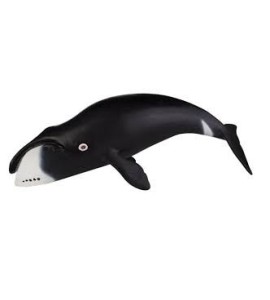 Baleine Boréale