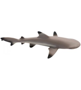Requin à pointes noires