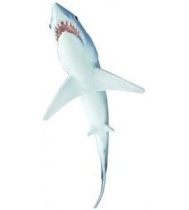 Requin Mako