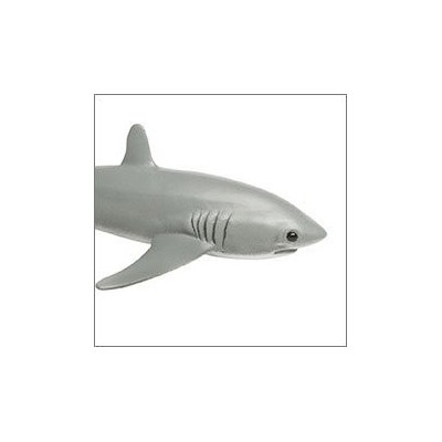 Requin renard