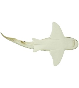Requin zèbre