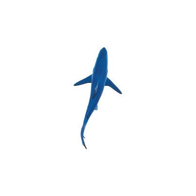 Requin bleu