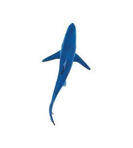 Requin bleu