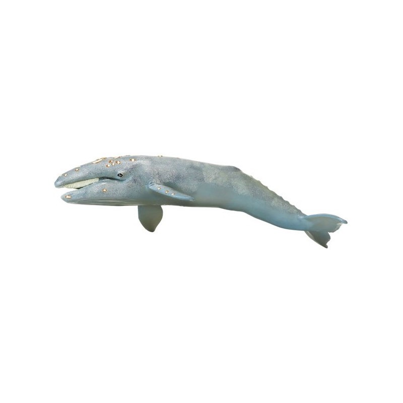 Baleine grise