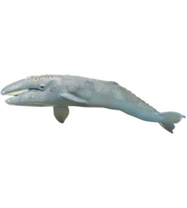 Baleine grise