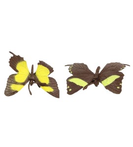 Tube les papillons
