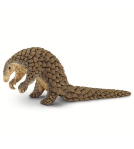 Pangolin