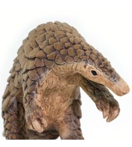 Pangolin