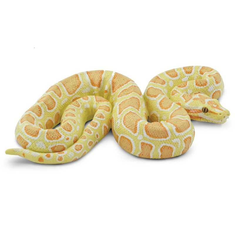 Python albinos birman