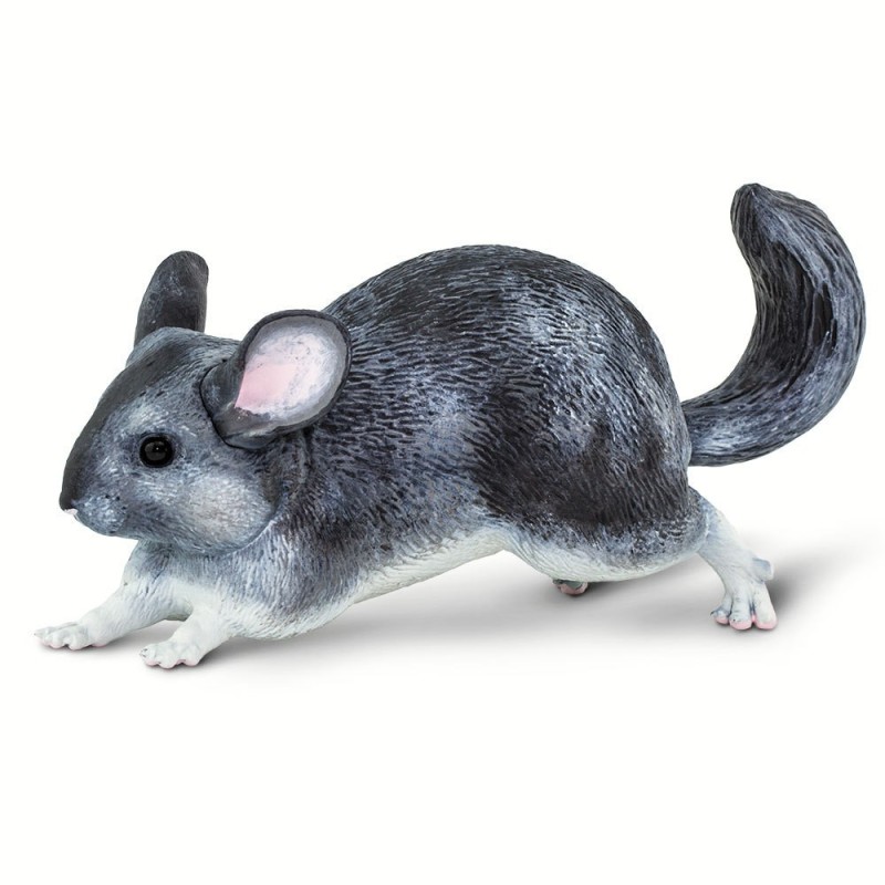 Chinchilla