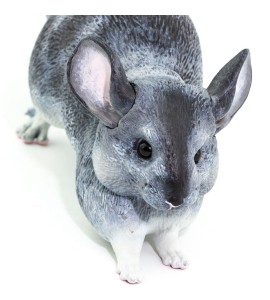 Chinchilla