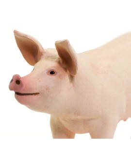 Porc