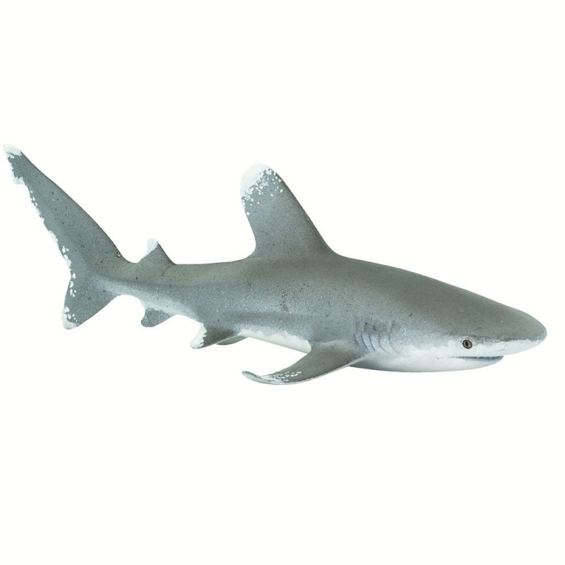 Requin océanique