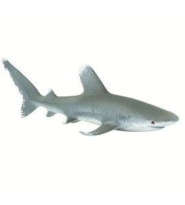 Requin océanique