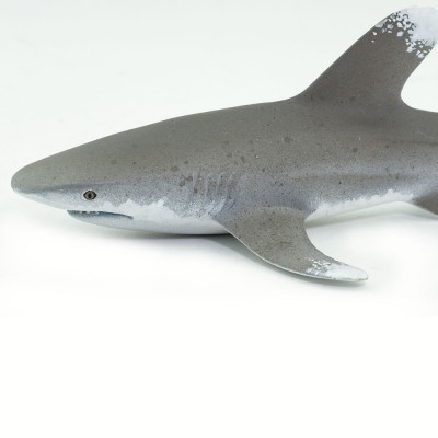 Requin océanique