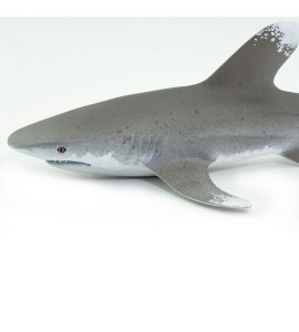 Requin océanique