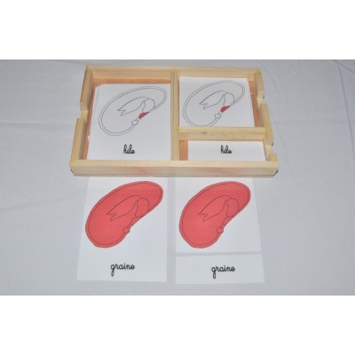 Nomenclatures germination 1