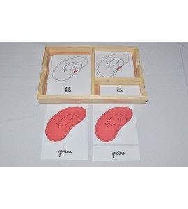 Nomenclatures germination 1