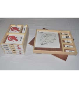 Pack nomenclatures + coffret zoologie 4