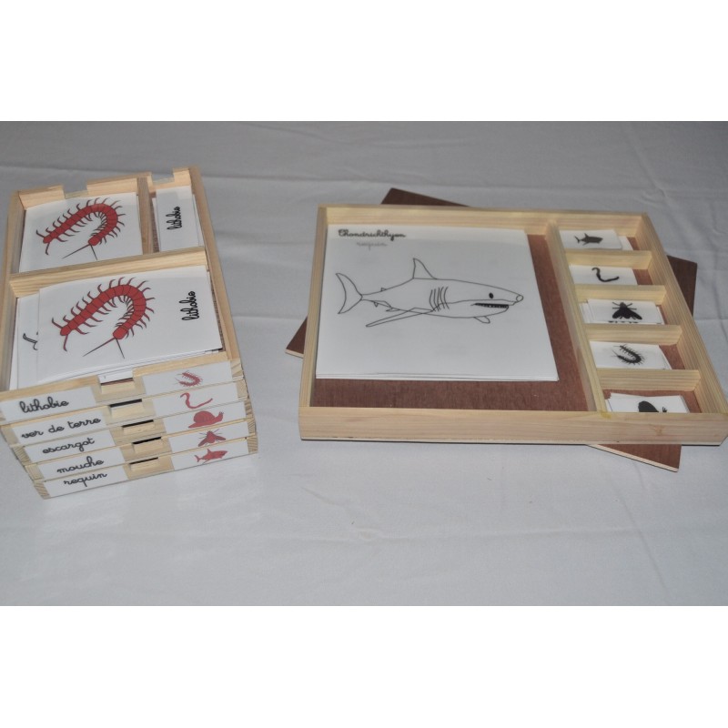 Pack nomenclatures + coffret zoologie 5