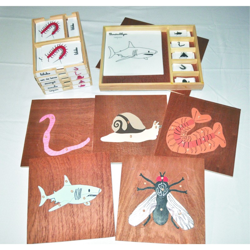 Pack nomenclatures + coffret + puzzle zoologie 5